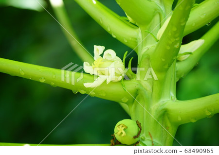 Ingredients from Okinawa, female flowers of papaya bloom 68490965