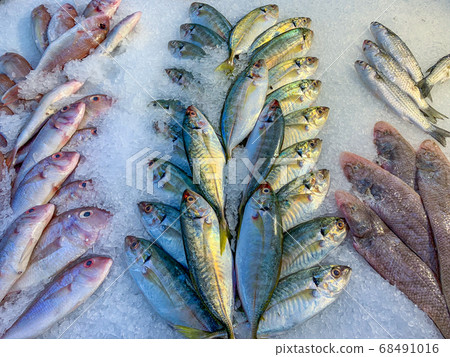 Frozen fish for sale at the seafood supermarket Frozen fish for sale at the seafood supermarket 68491016