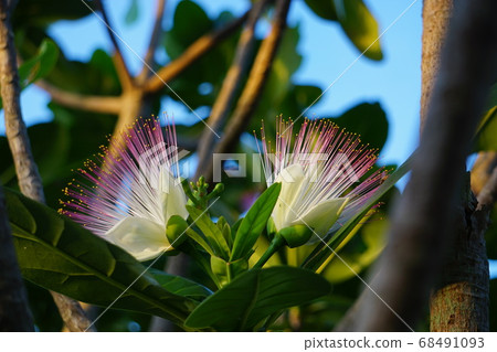 Tropical plant, govannoasi flowers fall in the morning Tropical plant, govannoasi flowers fall in the morning 68491093