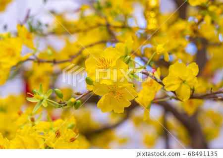 Beautiful blooming apricot blossom flowers during spring time in Vietnam Beautiful blooming apricot blossom flowers during spring time in Vietnam 68491135
