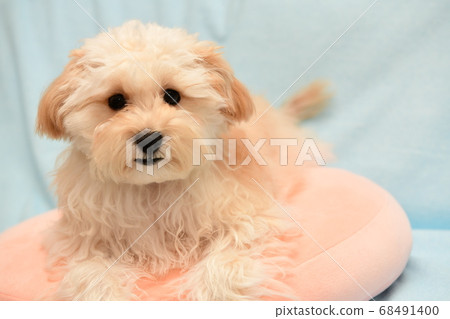 Mulpu Mulpu 68491400