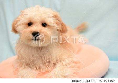 Marupu Marupu 68491402