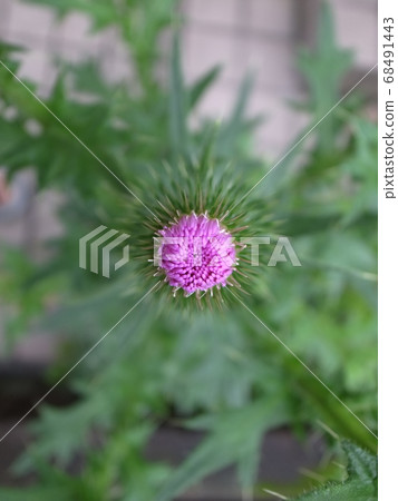 American onion American onion 68491443