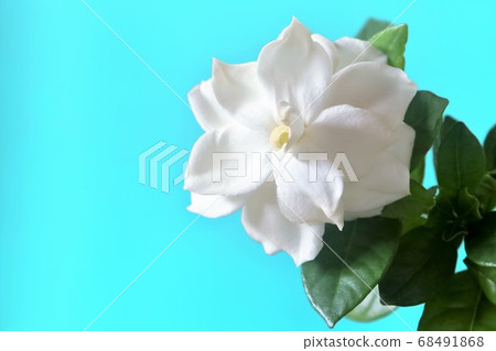 美麗的garden子花 68491868