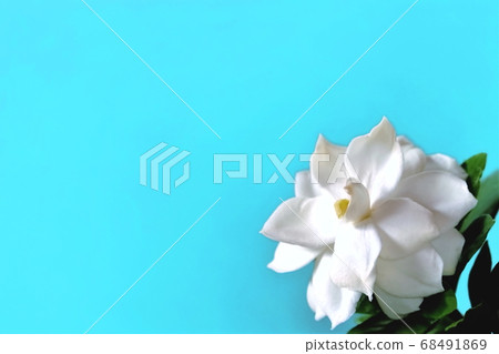 美麗的garden子花 68491869