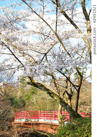 春天的桃花谷公園（新潟縣） 68491921