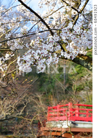 Momijidani Park in spring (Niigata Prefecture) 68491923
