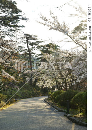 Momijidani Park in spring (Niigata Prefecture) 68491924