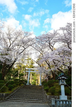Sakura at Yahiko Shrine (Niigata Prefecture) 68491998