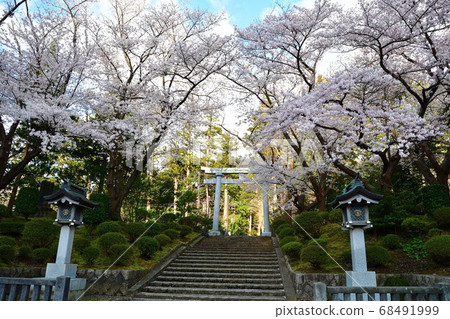 Sakura at Yahiko Shrine (Niigata Prefecture) 68491999