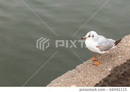 gull gray gray river on color waterfront city 68492115