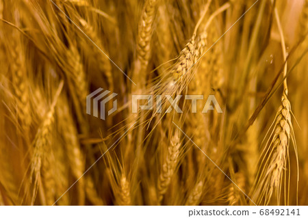 background farmer autumn harvest mature golden background farmer autumn harvest mature golden 68492141