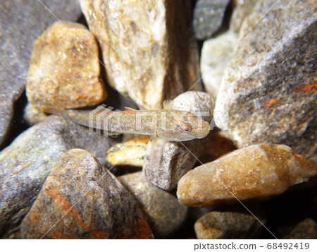 Underwater photography of the river flowing through the river Yoshinobori 68492419