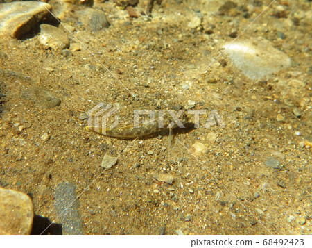Underwater photography of the river flowing through the river Yoshinobori 68492423