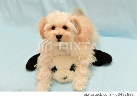 馬爾普斯和毛絨動物 馬爾普斯和毛絨動物 68492688