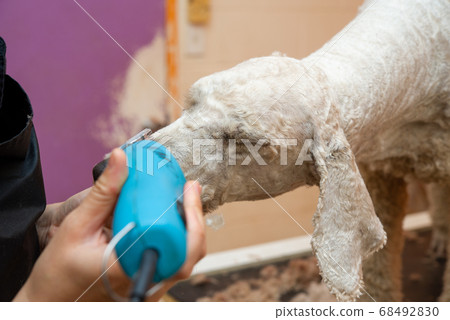 Standard poodle haircut Standard poodle haircut 68492830