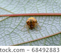 Otorino Fundamasi 68492883