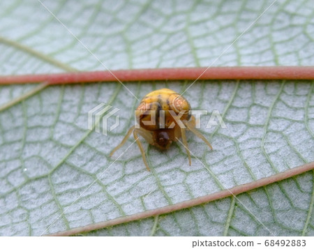 Otorino Fundamasi 68492883