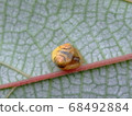 Otorino Fundamasi 68492884