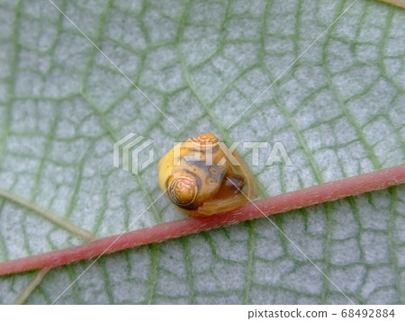Otorino Fundamasi 68492884
