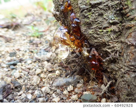Image of sap flowing from the root of tree Image of sap flowing from the root of tree 68492928
