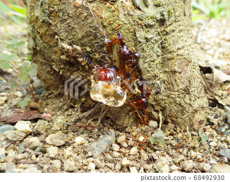 Image of sap flowing from the root of tree Image of sap flowing from the root of tree 68492930