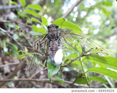 Higurashi parasitized by the semi-moth moth, the semi-moth moth cicada parasitic moth 68493028