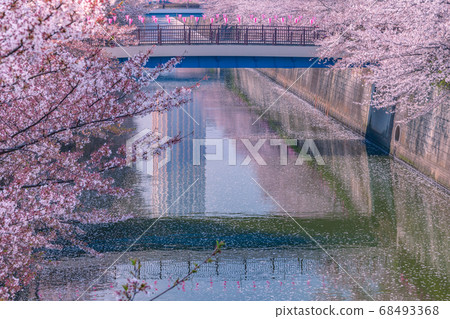 東京目黑區一排櫻桃樹 東京目黑區一排櫻桃樹 68493368
