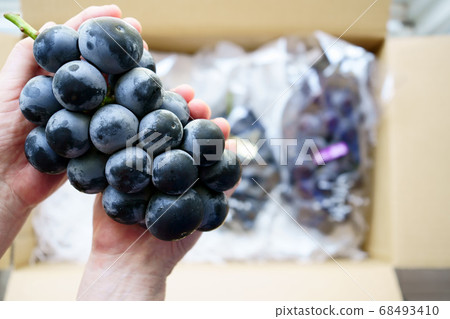 Grab a large, fine grape for a gift 68493410