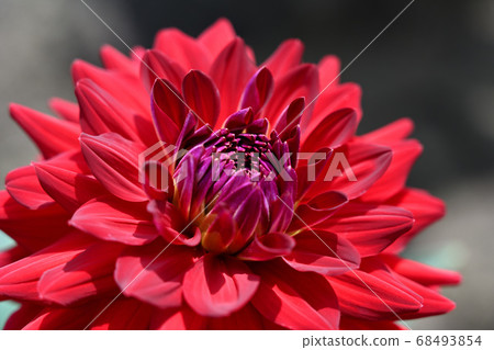 大麗花 大麗花 68493854