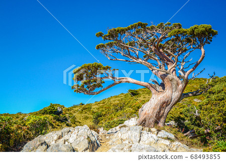 台灣高山湖泊-天使的眼淚 嘉明湖 向陽名樹 玉山圓柏 向陽名樹 台灣高山湖泊-天使的眼淚 嘉明湖 向陽名樹 玉山圓柏 向陽名樹 68493855