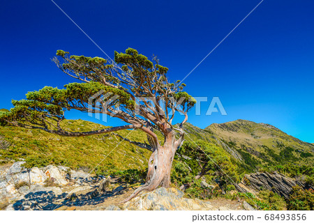 台灣高山湖泊-天使的眼淚 嘉明湖 向陽名樹 玉山圓柏 向陽名樹 台灣高山湖泊-天使的眼淚 嘉明湖 向陽名樹 玉山圓柏 向陽名樹 68493856