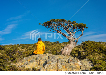 台灣高山湖泊-天使的眼淚 嘉明湖 向陽名樹 玉山圓柏 向陽名樹 台灣高山湖泊-天使的眼淚 嘉明湖 向陽名樹 玉山圓柏 向陽名樹 68493858