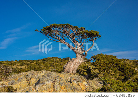台灣高山湖泊-天使的眼淚 嘉明湖 向陽名樹 玉山圓柏 向陽名樹 台灣高山湖泊-天使的眼淚 嘉明湖 向陽名樹 玉山圓柏 向陽名樹 68493859
