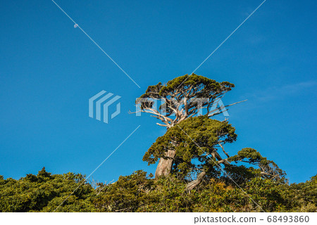 台灣高山湖泊-天使的眼淚 嘉明湖 向陽名樹 玉山圓柏 向陽名樹 台灣高山湖泊-天使的眼淚 嘉明湖 向陽名樹 玉山圓柏 向陽名樹 68493860