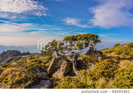台灣高山湖泊-天使的眼淚 嘉明湖 向陽名樹 玉山圓柏 向陽名樹 台灣高山湖泊-天使的眼淚 嘉明湖 向陽名樹 玉山圓柏 向陽名樹 68493861