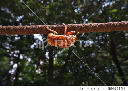阿布拉瑟米(Abrasemi)倒下的貝殼,在公園裡被一根繩子抓住並蛻變 阿布拉瑟米(Abrasemi)倒下的貝殼,在公園裡被一根繩子抓住並蛻變 68494164