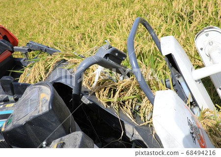 Rice reaping Rice reaping 68494216