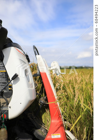 Rice reaping 68494223