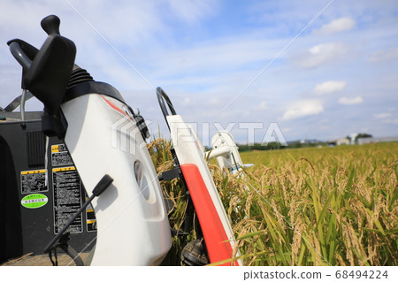 Rice reaping Rice reaping 68494224