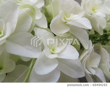 Hydrangea 68494283