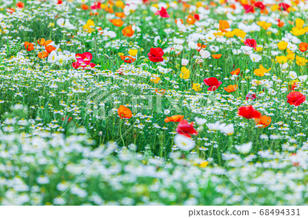 Poppy 68494331