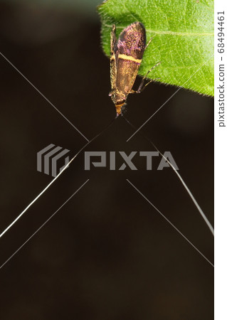 生物昆蟲Hosoobiengenaga，4月的灌木叢。從春季到初夏出現 68494461