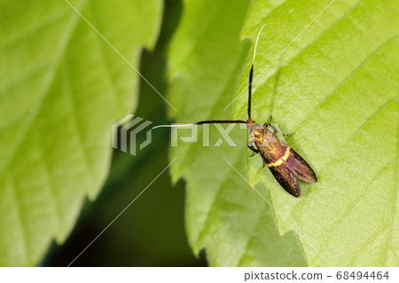 Creature Insect Hosoobiengenaga, female with short antennae with black hair on the root side Creature Insect Hosoobiengenaga, female with short antennae with black hair on the root side 68494464