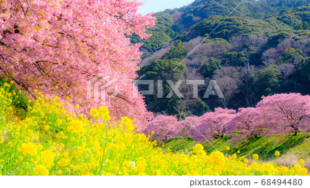 Kawazu Sakura in Shimogamo, Minamiizu-cho (soft focus) 68494480