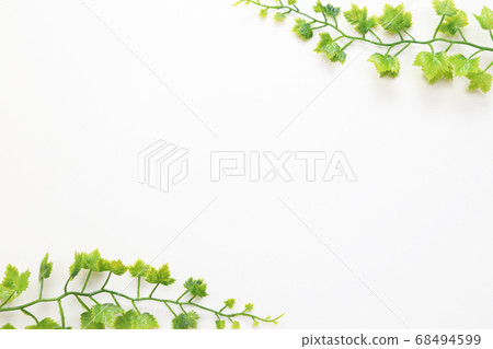 背景材料常春藤葉白色背景 背景材料常春藤葉白色背景 68494599