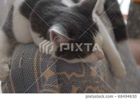 Cat sleeping on a chair Cat sleeping on a chair 68494630