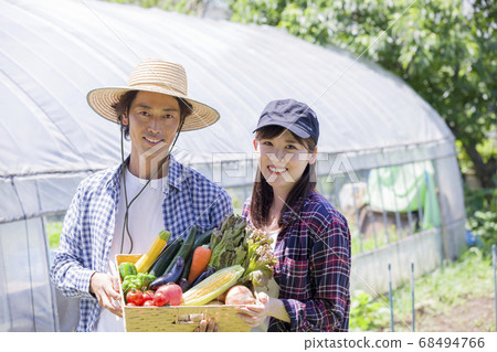 Couple harvesting vegetables Couple harvesting vegetables 68494766