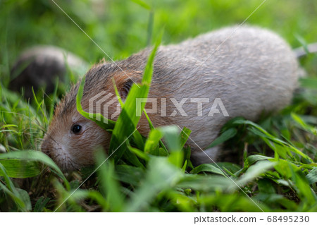 Mole rat or Large bamboo rat in the garden 68495230