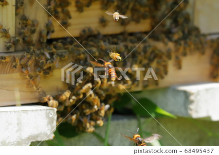 Wasp attack Wasp attack 68495437